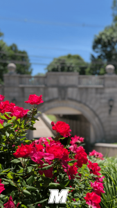 Bright red flowers, with the underpass in the back