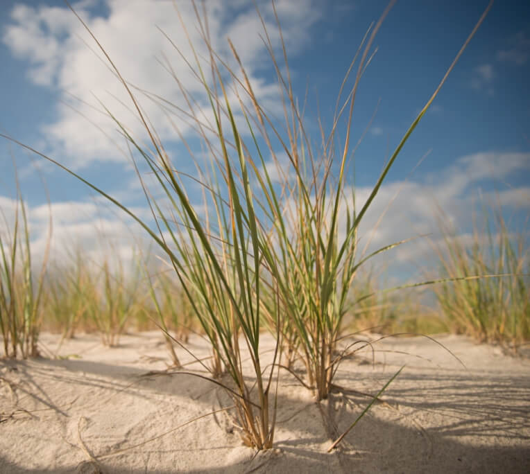A photo of some beach grass