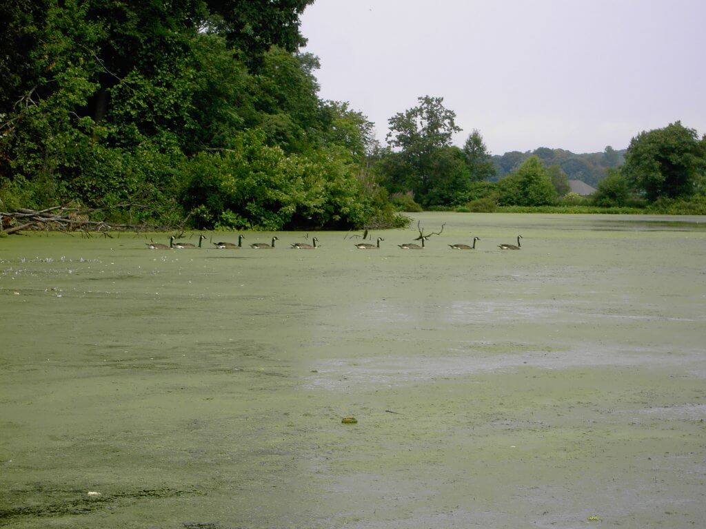 Canadian Geese on a algae covered pond