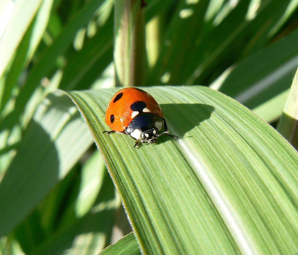 Photo of a lady bug on a leaf