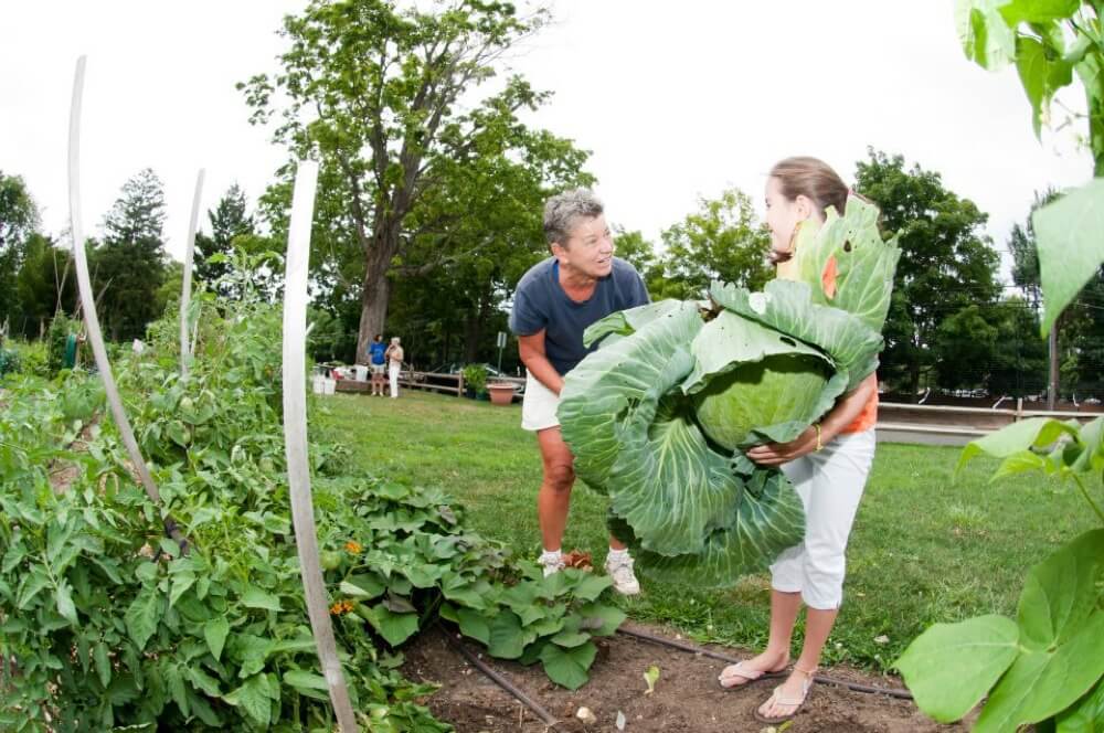 two people harvesting massive cabbage head