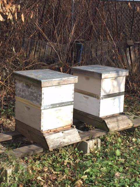 Bee hives