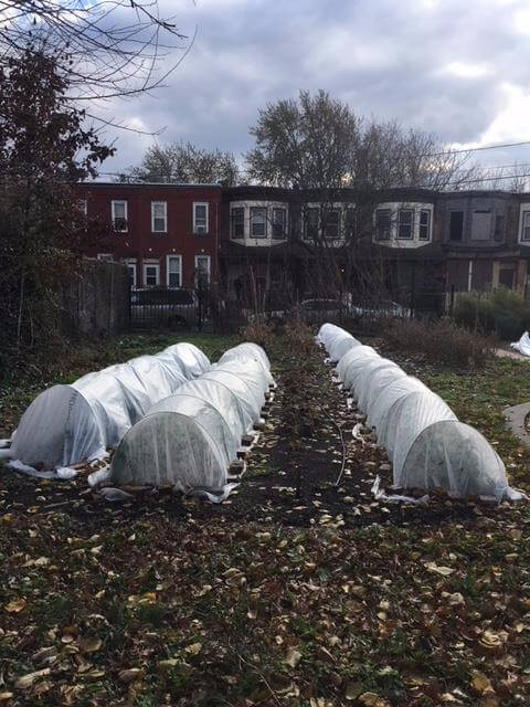 Tented plants growing in a garden