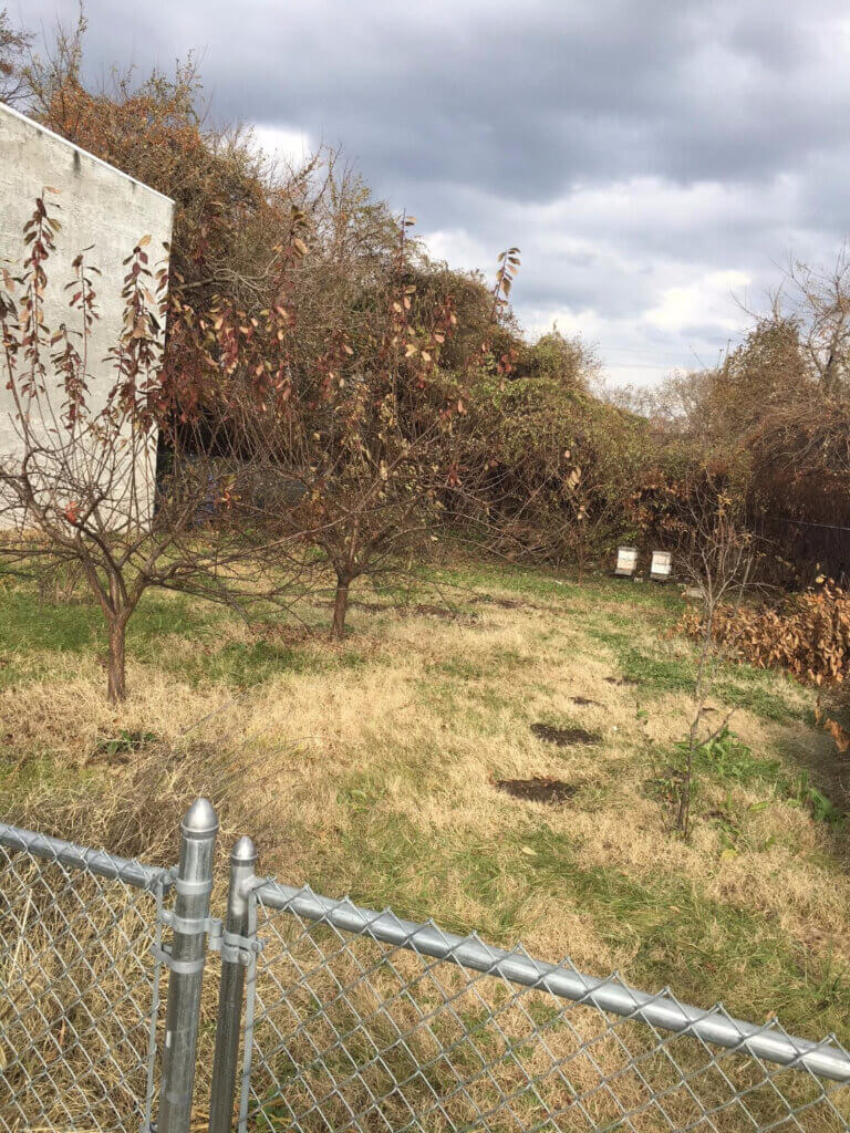 Trees growing in a gardeen