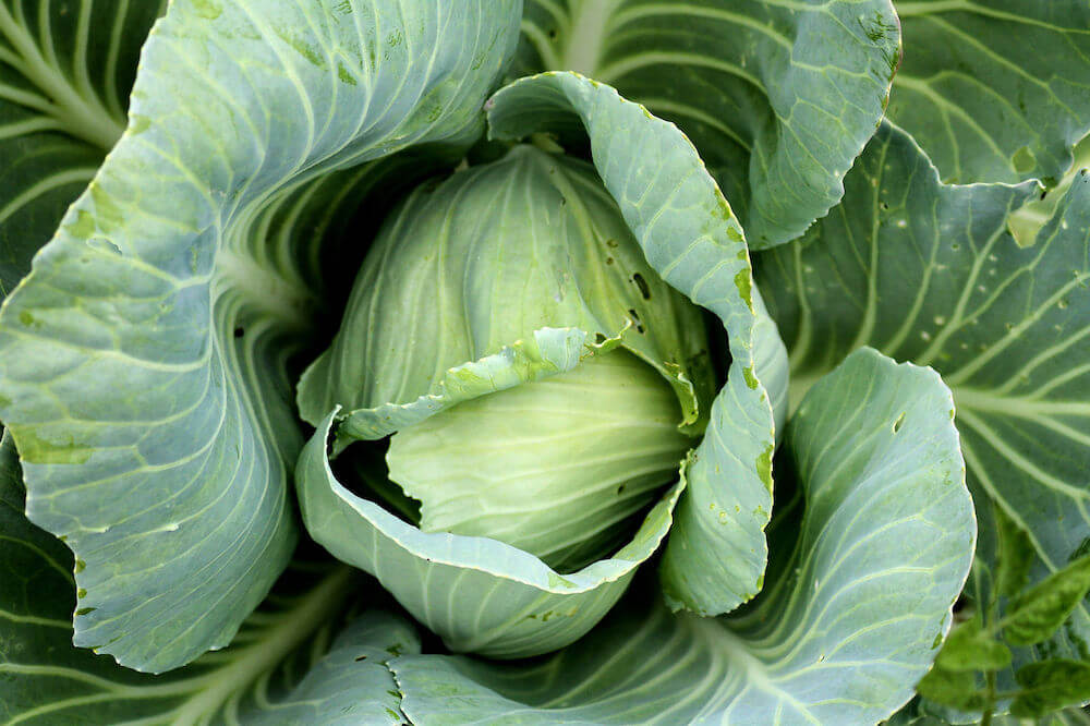 Up close shot of leaves
