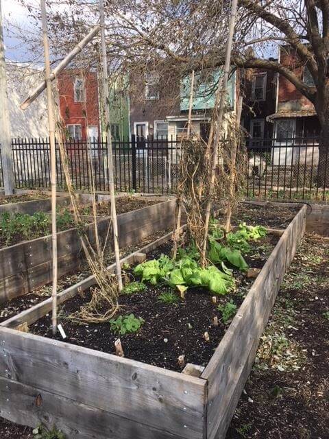 plants growing in a garden bed