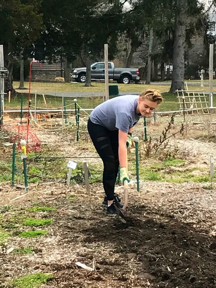 A student spreading wood mulch on a garden