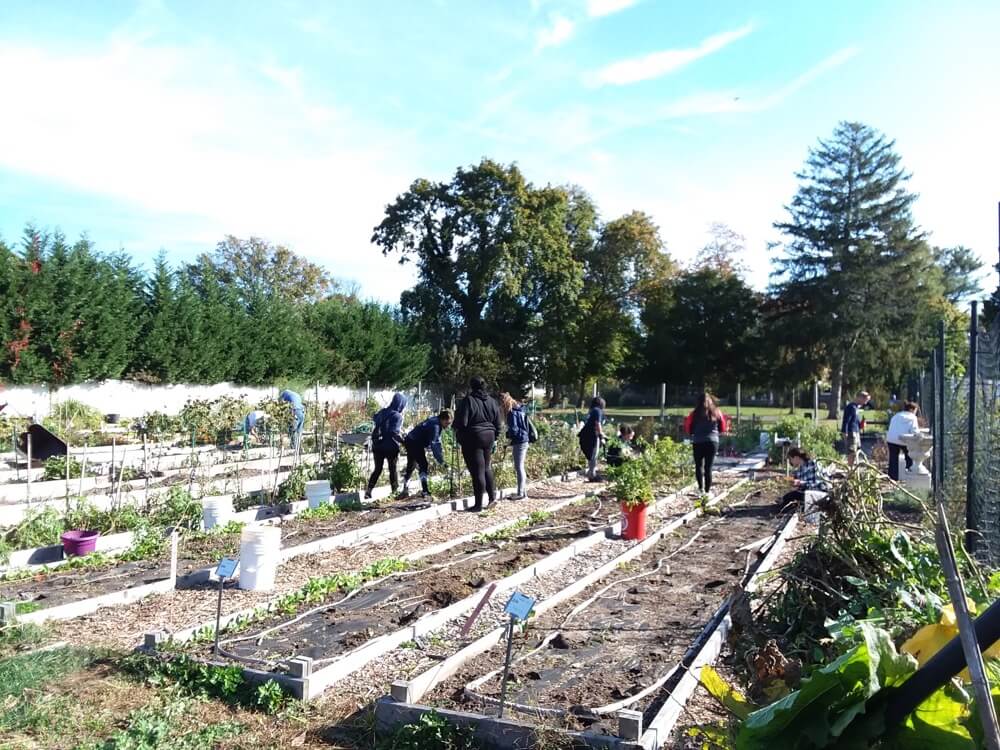 A group of students cleaning out a garden