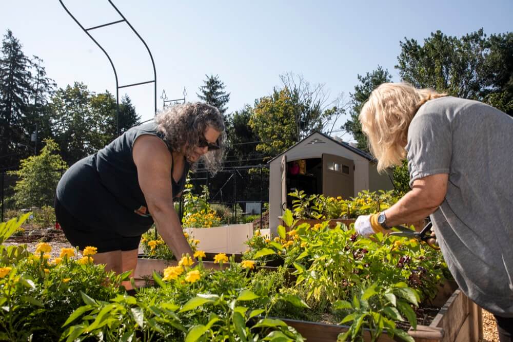 Two women picking herbs in a garden