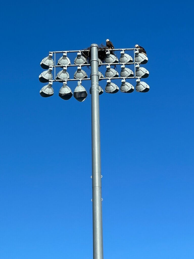 Two eagles making a nest near stadium flood lights