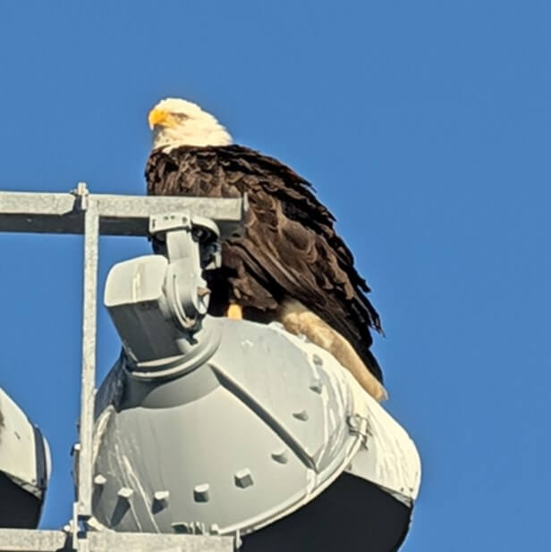 a zoomed in shot of an eagle perched one of an arrangement of floodlights