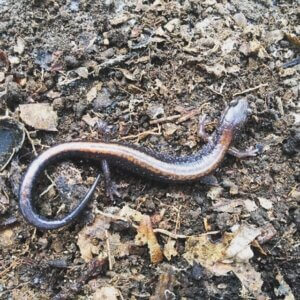 Salmander in a field of direct and leaves