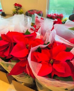 Red flowers with large petals arranged on a table
