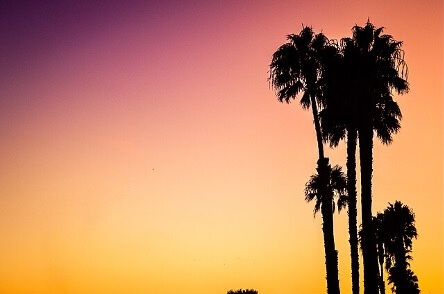 The silhouettes of palm trees in front of a sky at sunset