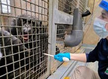 Woman aiding a chimpanzee in an enclosure.