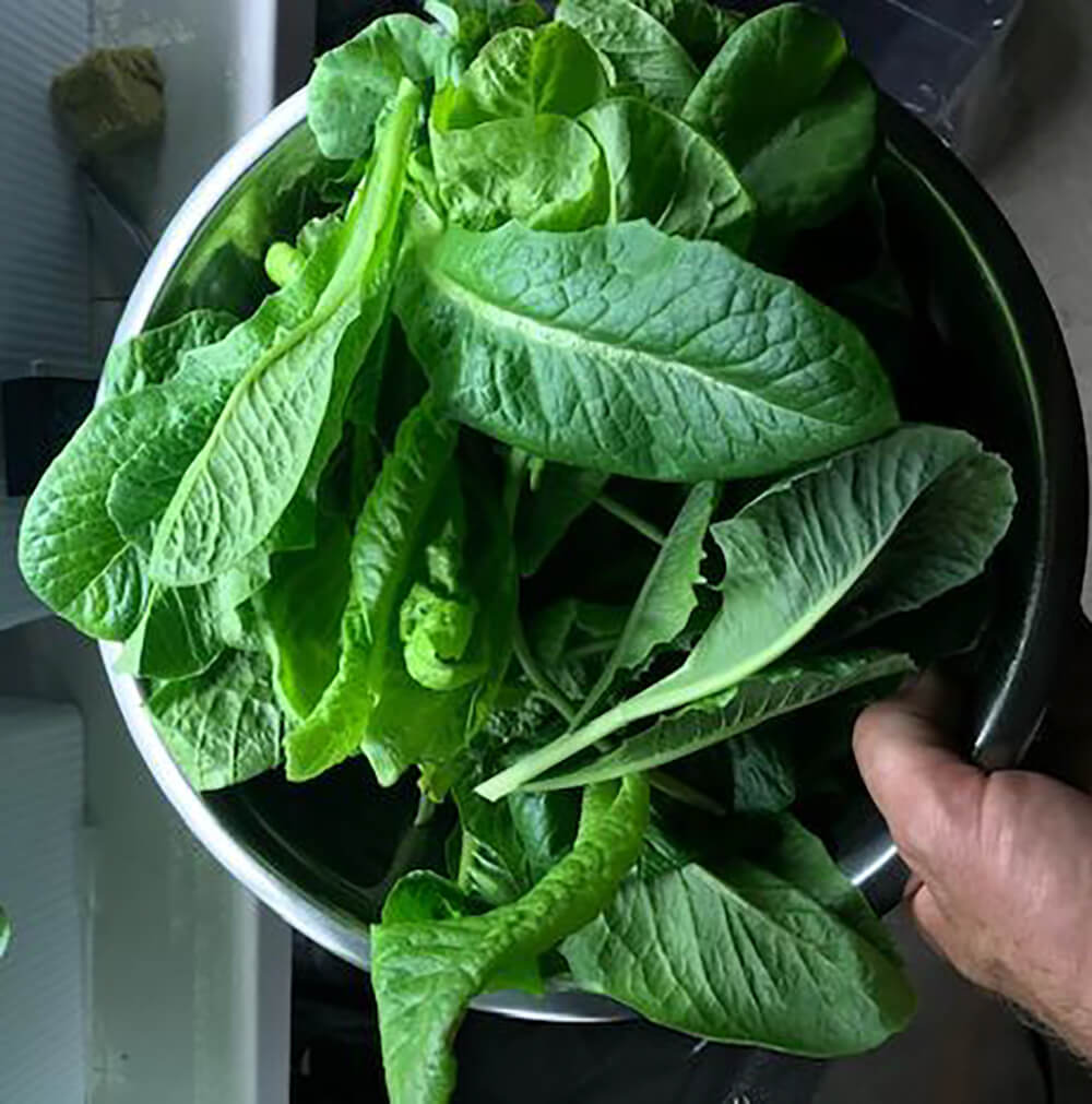 Click for details and online registration for online session A Beginner's Guide to Starting a Hydroponic Garden at Home