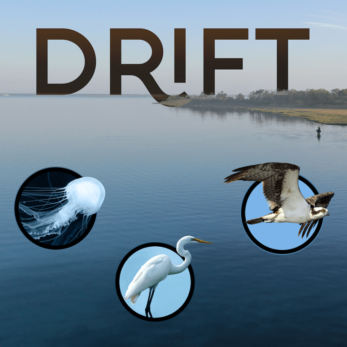 Drift - 600,000 people. 156 Species. 1 Bay.