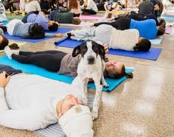 SAB Puppy Yoga