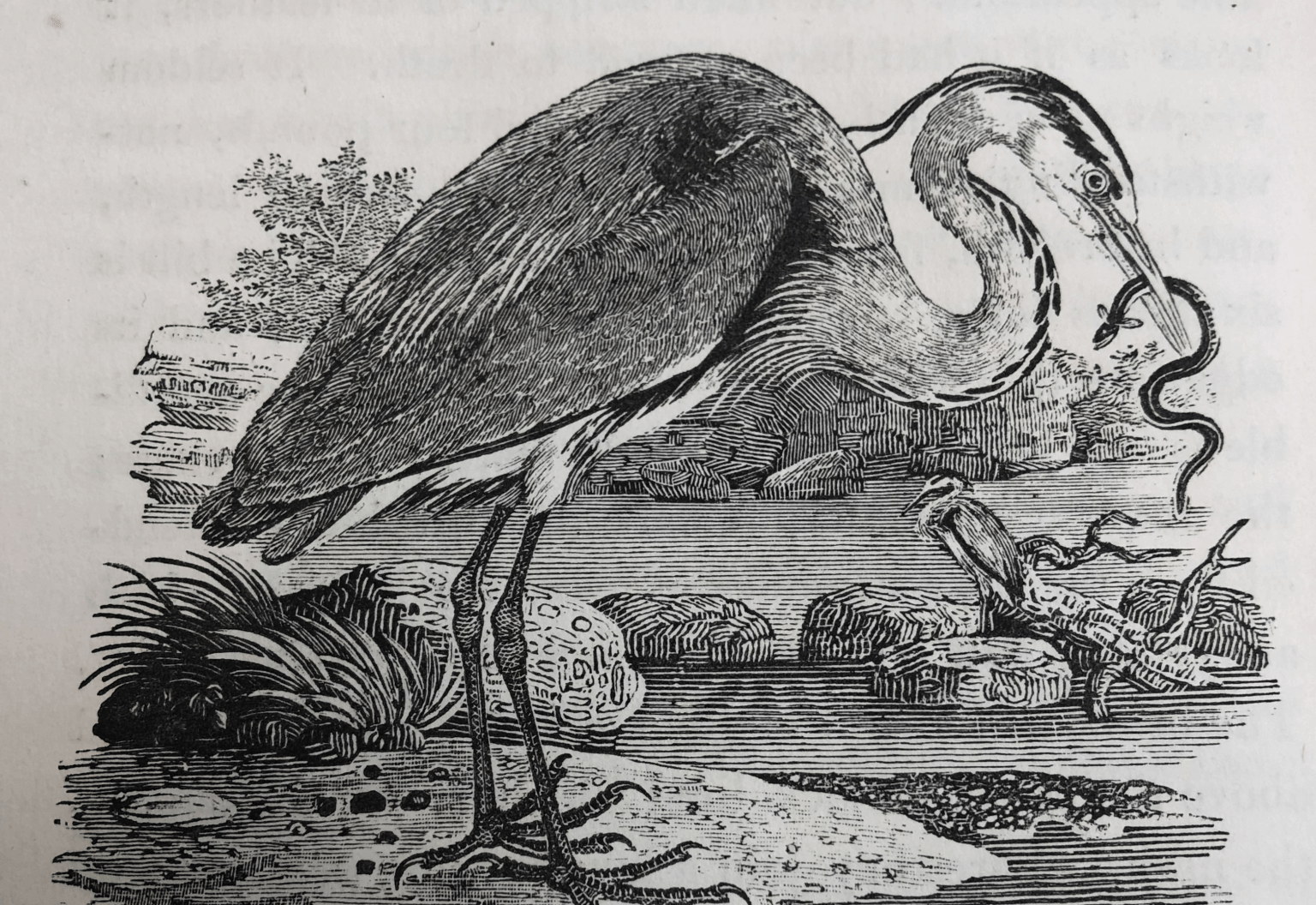 Heron image