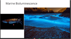 Marine Bioluminescence Slide