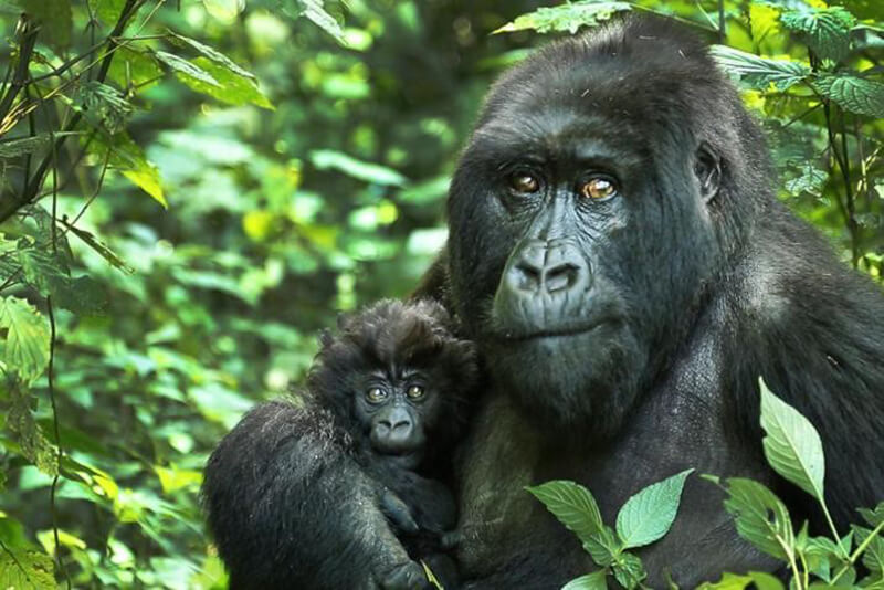 Photo of gorilla and baby in forest