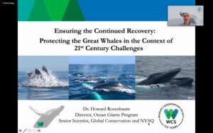 Photo of slide presentation with images of whales