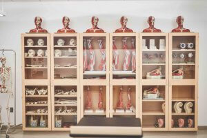 A series of cabinets stocked with models of human muscular and skeletal anatomy
