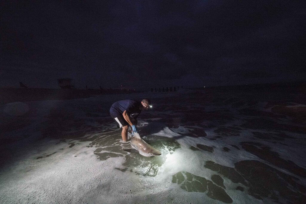 Assistant Professor Keith Dunton guides a tagged sandbar shark back into the ocean in Cape May, New Jersey