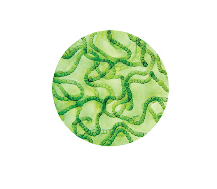 An illustration depicting cyanobacteria, which are a photosynthetic bacteria responsible for most harmful algal bloom events.