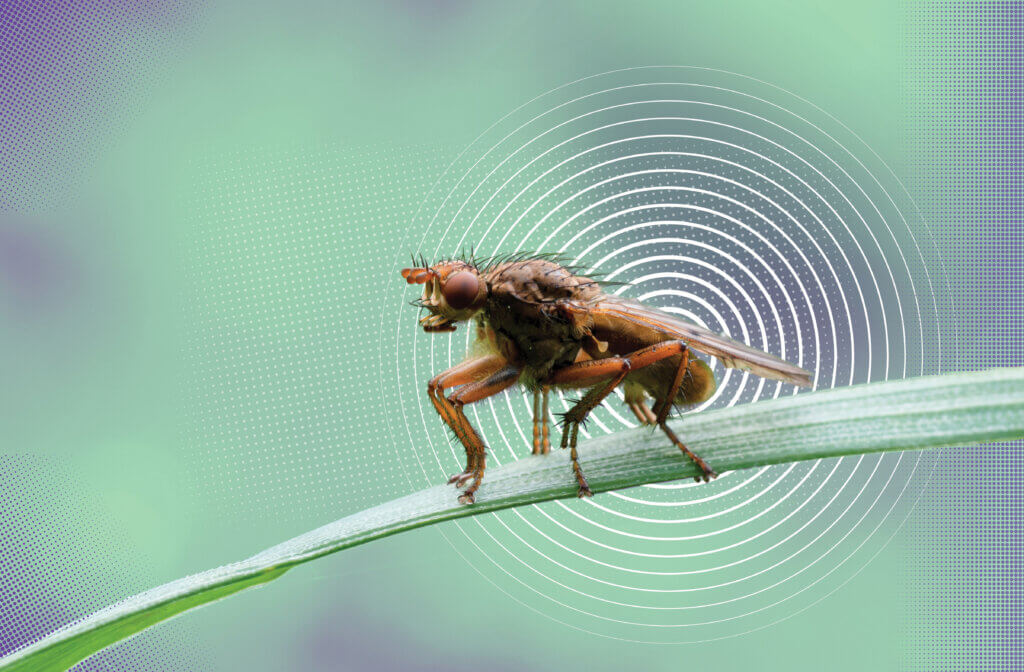 Close-up illustration of a fruit fly perched on a blade of grass with circular graphic patterns radiating behind it