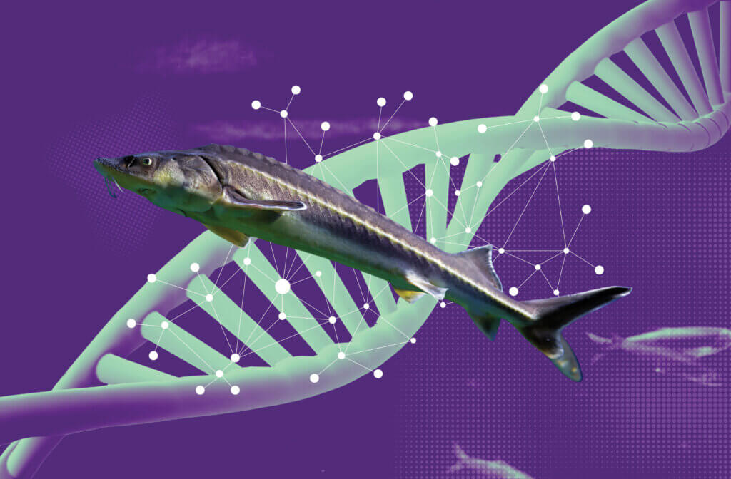 Illustration of a sturgeon swimming in front of a large DNA double helix and network lines, symbolizing genetic research and environmental DNA analysis