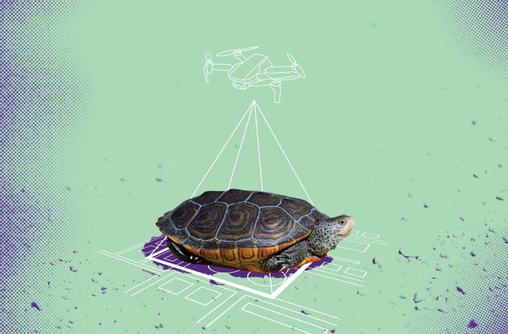 Conceptual illustration showing a diamondback terrapin turtle on a light green background. Above it, a simple white line drawing of a drone projects three triangular beams downward, suggesting aerial monitoring.