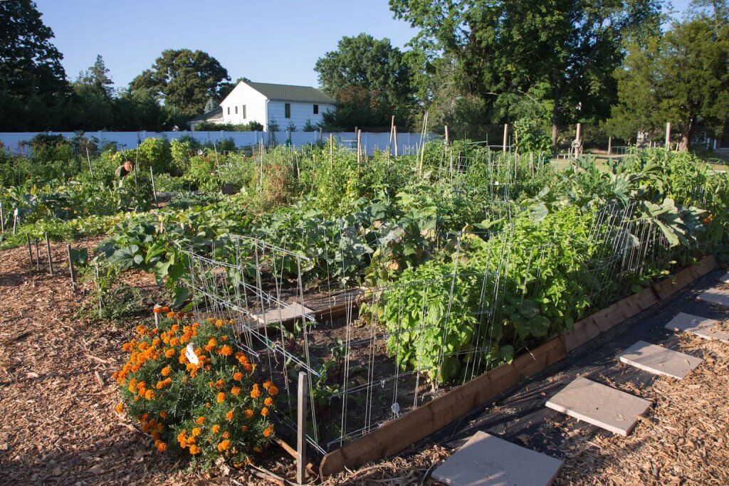 Community Garden shot, with the latest plants growing in the field.