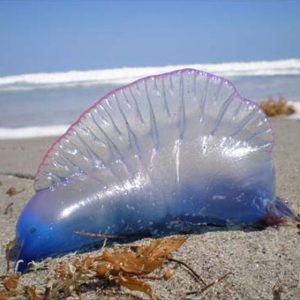 In the News: Why Portuguese man-of-wars are popping up in Jersey