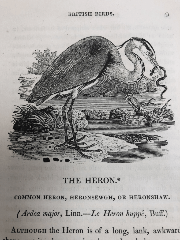 Photo of A wood engraving by Thomas Bewick. Bewick's illustrations helped inspire a revolution in 18th century natural history.