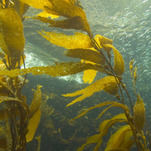 UCI to Host Nov. 10 Lecture “Is Seaweed a Fish?”