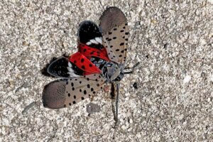 Spotted Lanternfly photo by Heide Estes