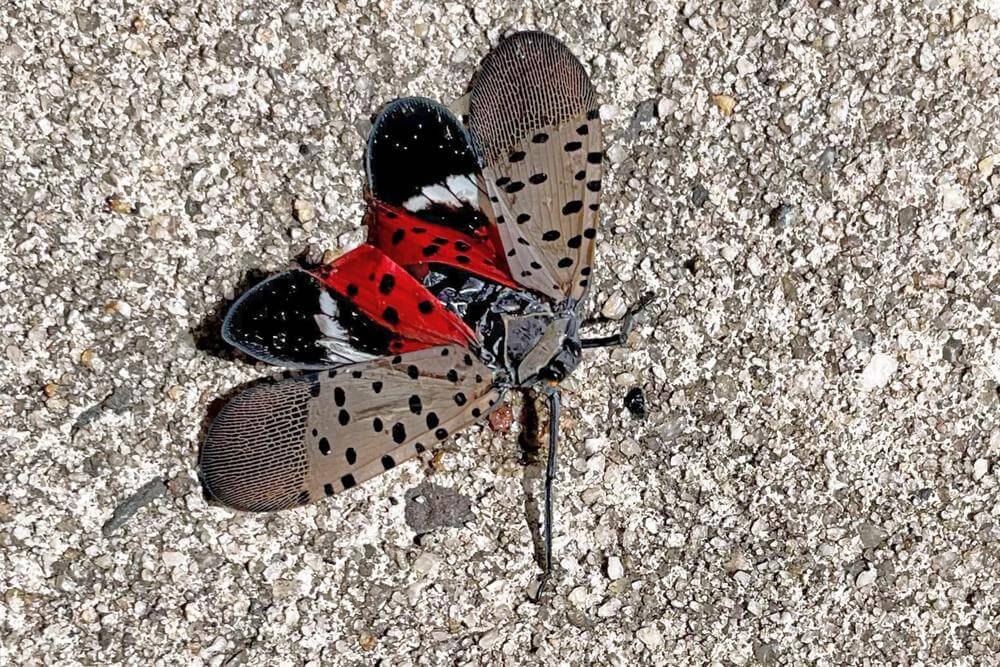 “See It? Squish It! Fighting the Invasive Spotted Lanternfly”