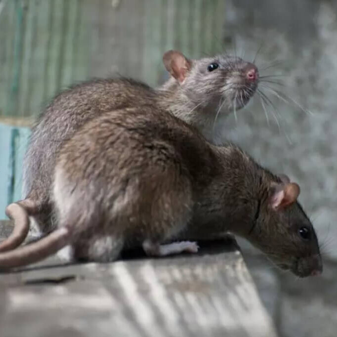 “Mice in Your Apartment? This University Offers You Help to Capture Them”