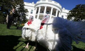 Turkeys outside White House