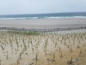 View of sand and ocean, with small plants growing in sand to prevent erosion.
