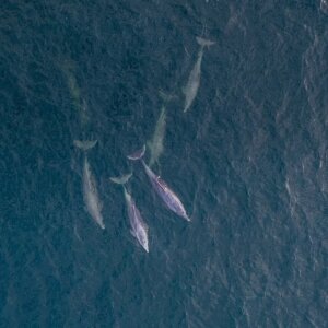 Aerial image looking down into ocean, with pod of dolphins swimming