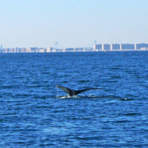 Whale tail emerging from ocean with cityscape in background