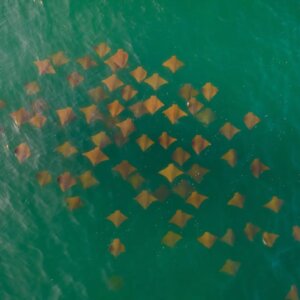 Aerial view of stingrays in water