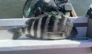 Sheepshead fish out of water being tagged