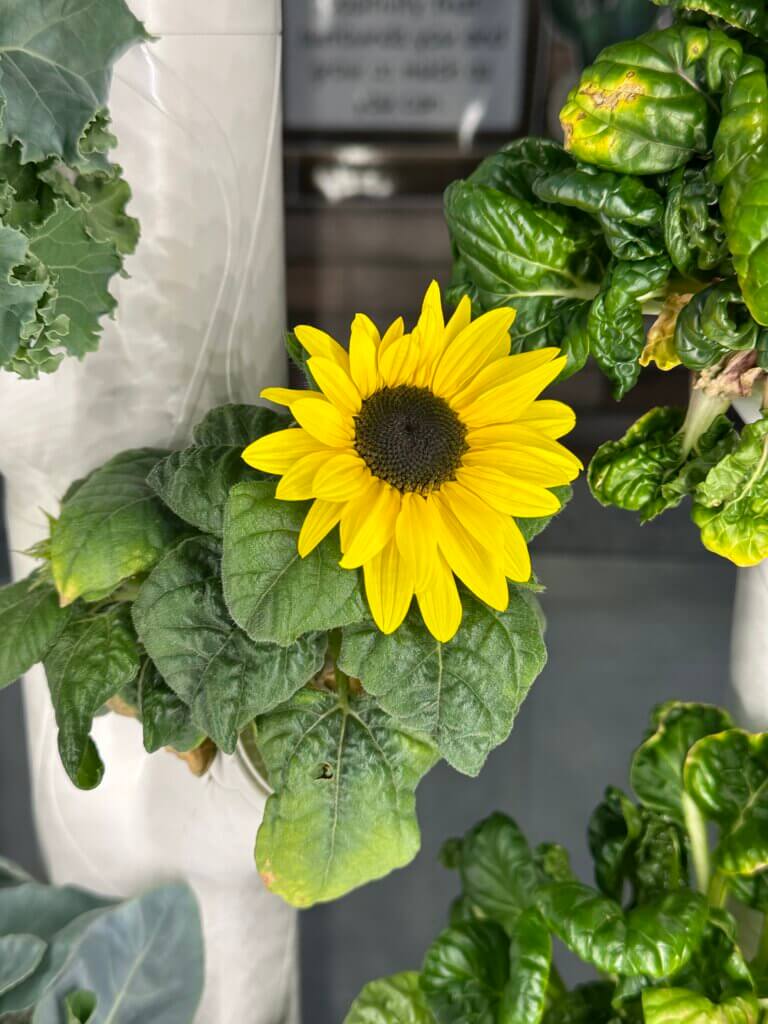A sunflower in a hydroponic planter.
