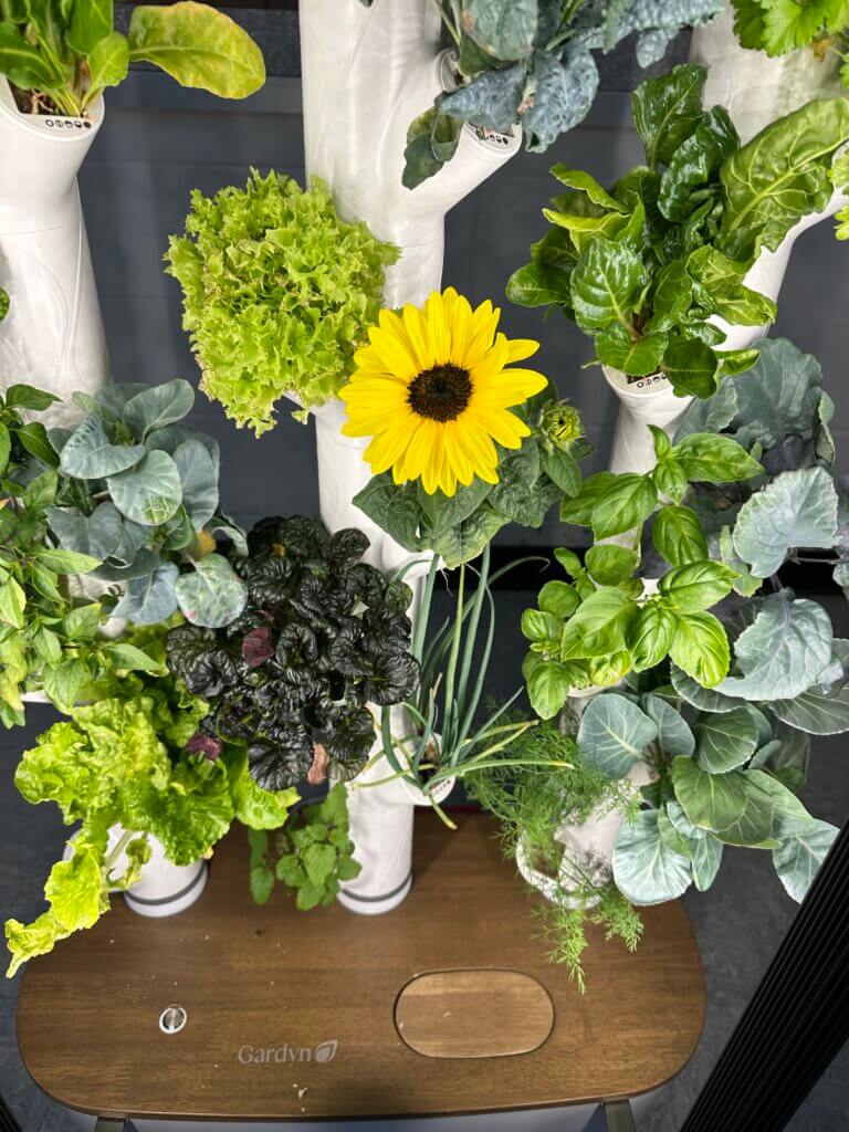 Plants growing in a hydroponic planter.