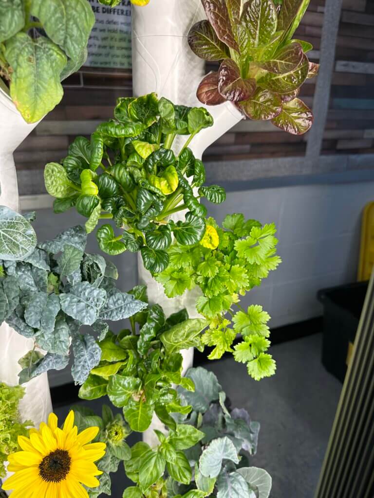 Plants growing in a hydroponic planter.