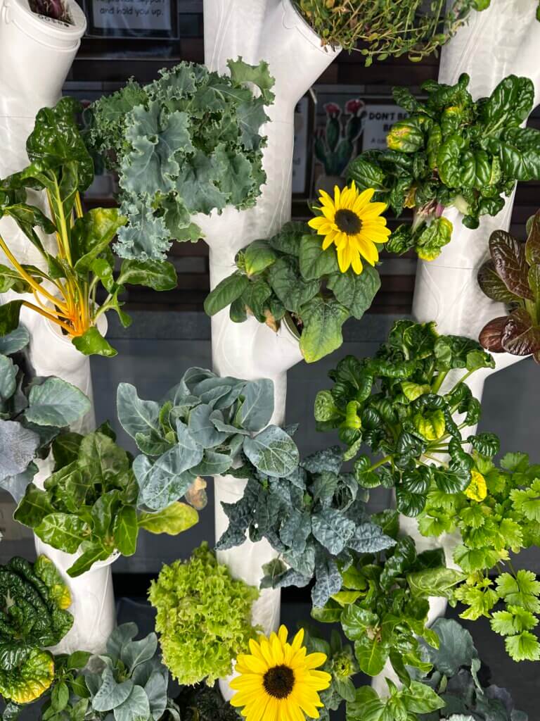Plants growing in a hydroponic planter.