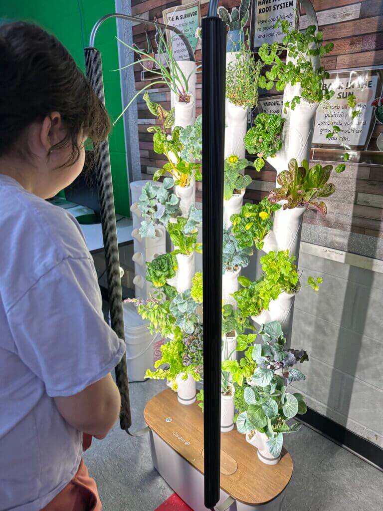 A student observing a hydroponic planter.